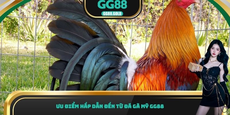 Ưu điểm hấp dẫn đến từ đá gà Mỹ GG88